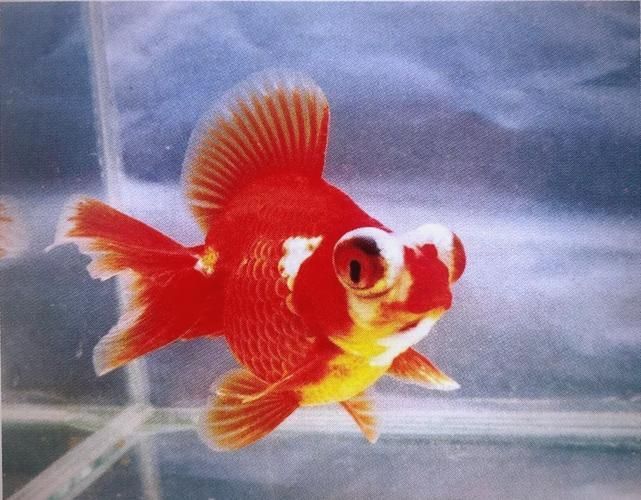 能否提供一張龍睛魚的詳細圖片，如何區(qū)分不同品種的龍睛魚