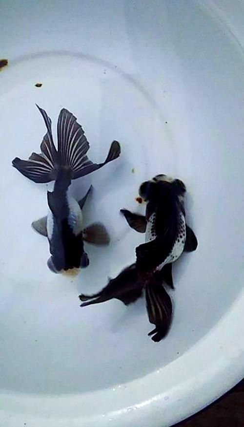 能否提供一張龍睛魚的詳細圖片，如何區(qū)分不同品種的龍睛魚