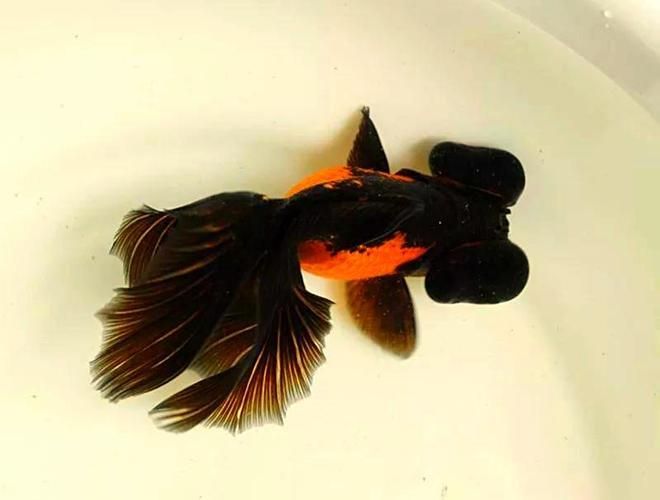 能否提供一張龍睛魚的詳細圖片，如何區(qū)分不同品種的龍睛魚