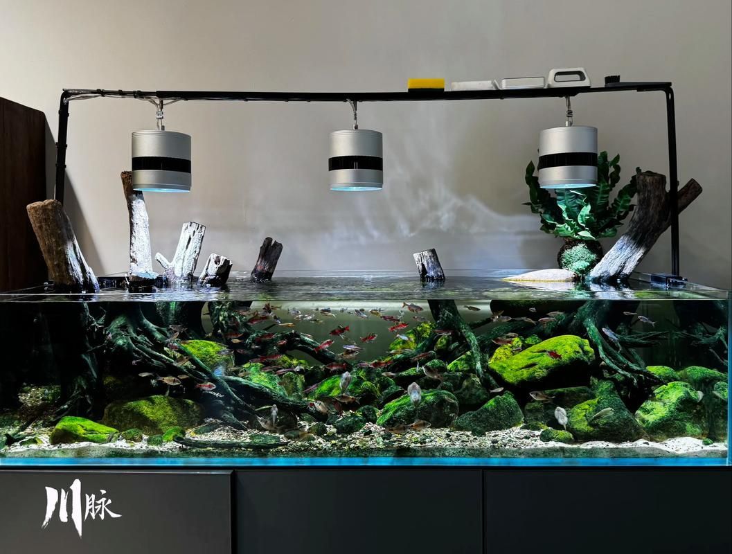 水鴨魚缸和祥龍魚場有何關聯？，水鴨魚缸和祥龍魚場之間存在關聯—養殖水鴨魚缸