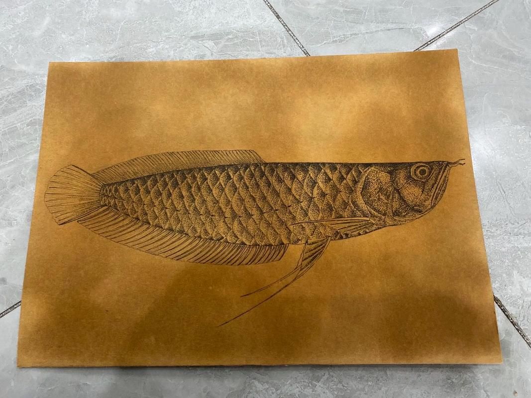 能給出五指山龍魚的簡單線稿嗎？，五指山龍魚的線描技法 能給出五指山龍魚的簡單線稿嗎？，五指山龍魚的線描技法 龍魚百科 第2張