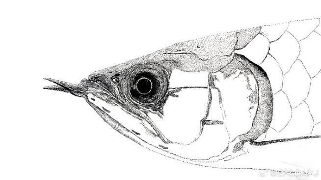 能給出五指山龍魚的簡單線稿嗎？，五指山龍魚的線描技法 能給出五指山龍魚的簡單線稿嗎？，五指山龍魚的線描技法 龍魚百科 第10張