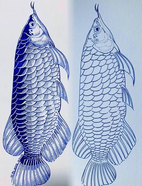 能給出五指山龍魚的簡單線稿嗎？，五指山龍魚的線描技法 能給出五指山龍魚的簡單線稿嗎？，五指山龍魚的線描技法 龍魚百科 第14張