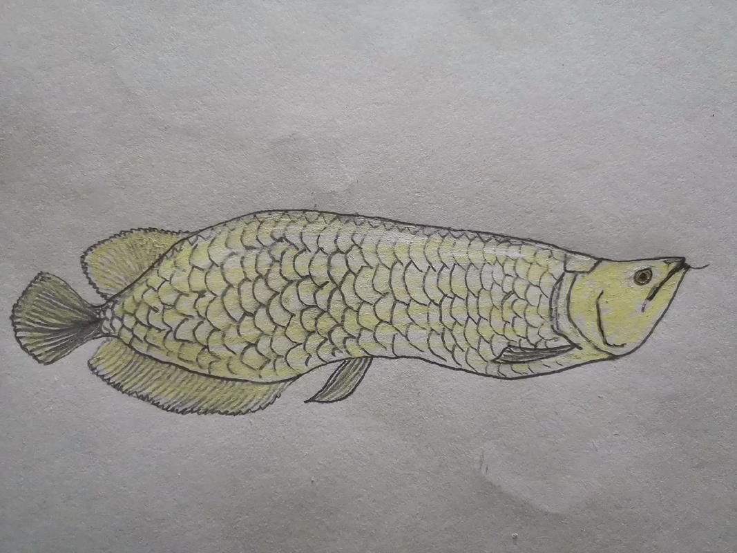 能給出五指山龍魚的簡單線稿嗎？，五指山龍魚的線描技法 能給出五指山龍魚的簡單線稿嗎？，五指山龍魚的線描技法 龍魚百科 第12張
