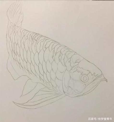 能給出五指山龍魚的簡單線稿嗎？，五指山龍魚的線描技法 能給出五指山龍魚的簡單線稿嗎？，五指山龍魚的線描技法 龍魚百科 第6張