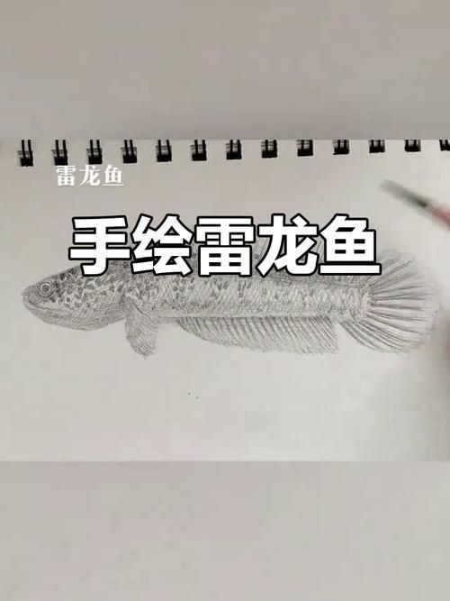 能給出五指山龍魚的簡單線稿嗎？，五指山龍魚的線描技法 能給出五指山龍魚的簡單線稿嗎？，五指山龍魚的線描技法 龍魚百科 第11張