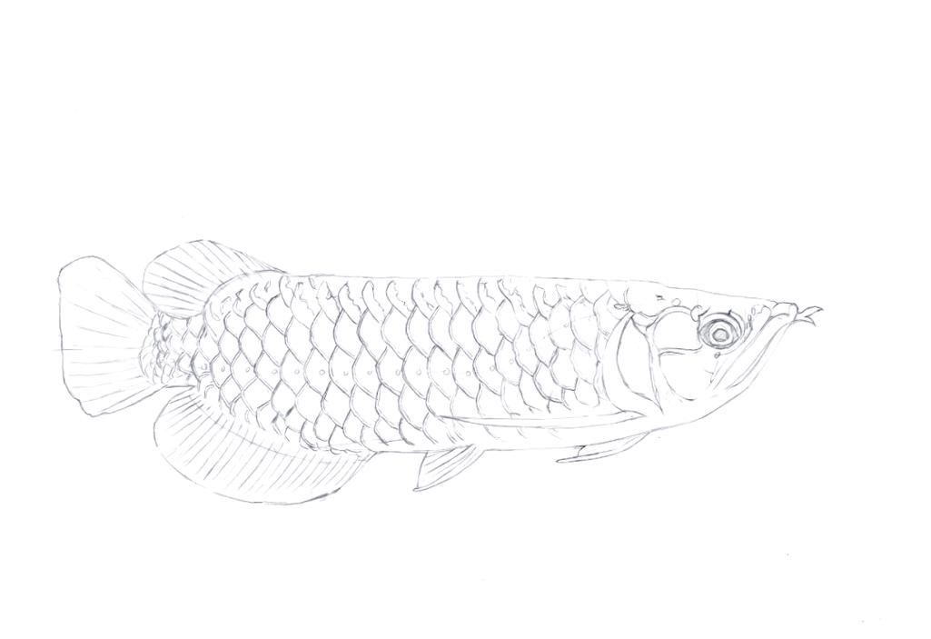 能給出五指山龍魚的簡單線稿嗎？，五指山龍魚的線描技法 能給出五指山龍魚的簡單線稿嗎？，五指山龍魚的線描技法 龍魚百科 第9張