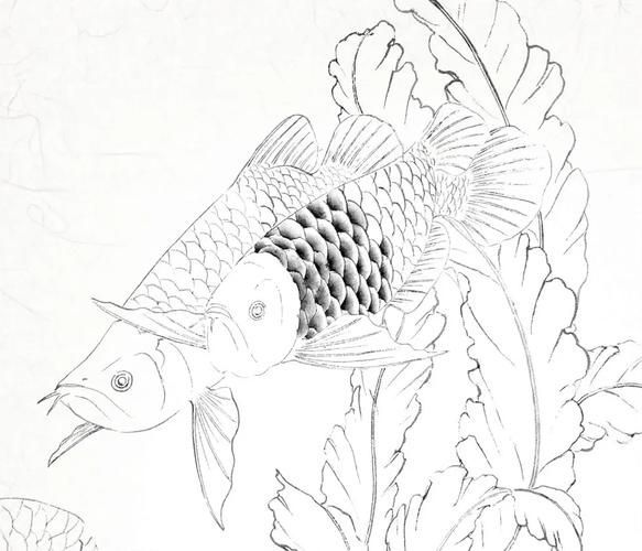 能給出五指山龍魚的簡單線稿嗎？，五指山龍魚的線描技法 能給出五指山龍魚的簡單線稿嗎？，五指山龍魚的線描技法 龍魚百科 第15張