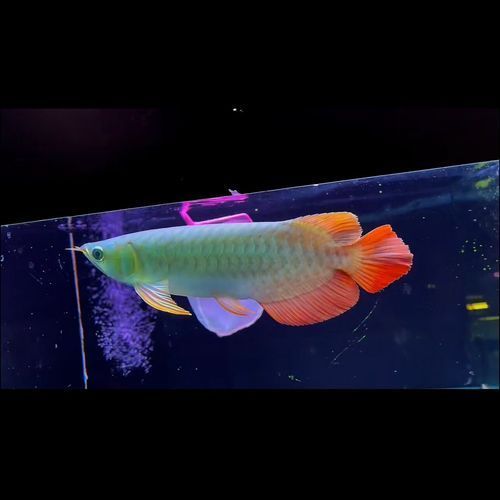 紫艷紅龍魚的市場價格是多少，紫艷紅龍魚的價格 紫艷紅龍魚的市場價格是多少，紫艷紅龍魚的價格 龍魚百科 第7張