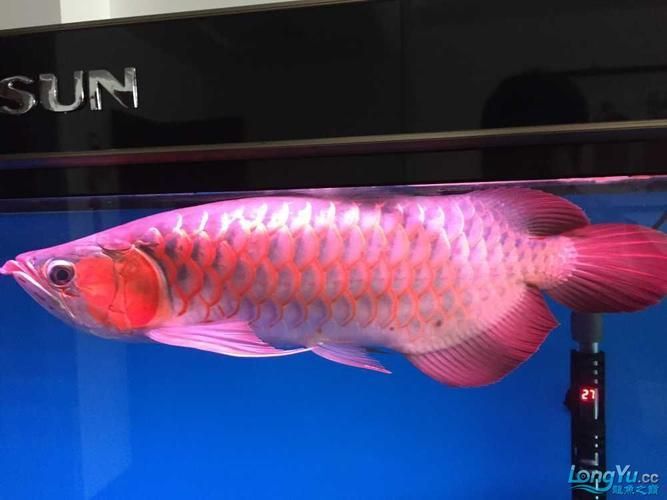 紫艷紅龍魚的市場價格是多少，紫艷紅龍魚的價格 紫艷紅龍魚的市場價格是多少，紫艷紅龍魚的價格 龍魚百科 第5張