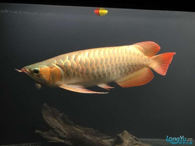 紫艷紅龍魚的市場價格是多少，紫艷紅龍魚的價格 紫艷紅龍魚的市場價格是多少，紫艷紅龍魚的價格 龍魚百科 第4張