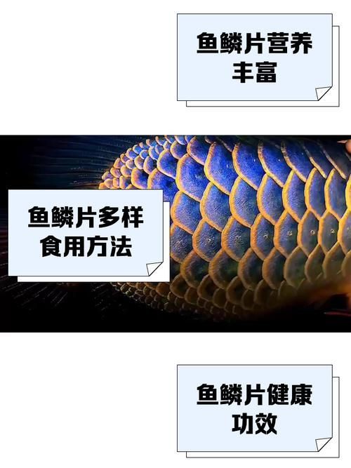 如何預防魚豎鱗病的復發，aeromonashydrophila魚豎鱗病（松鱗病、松鱗病）
