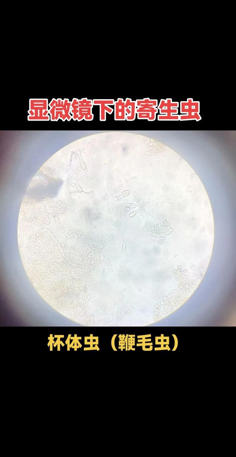 如何預防龍魚內寄生蟲感染，富媒體組件庫主動召回高質量視覺內容