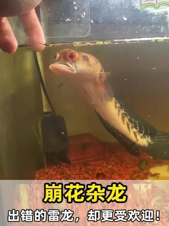 除了金龍魚，鄭州還有哪些龍魚品種？，鄭州龍魚市場有哪些常見騙局？