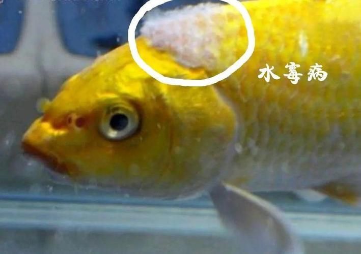 有哪些天然方法預(yù)防魚真菌感染，天然方法預(yù)防魚真菌感染
