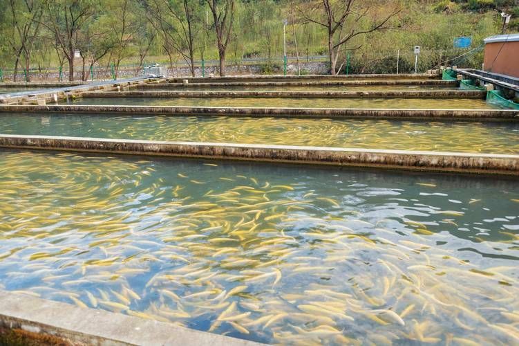 惠水龍魚的養殖環境如何，惠水龍魚的養殖環境