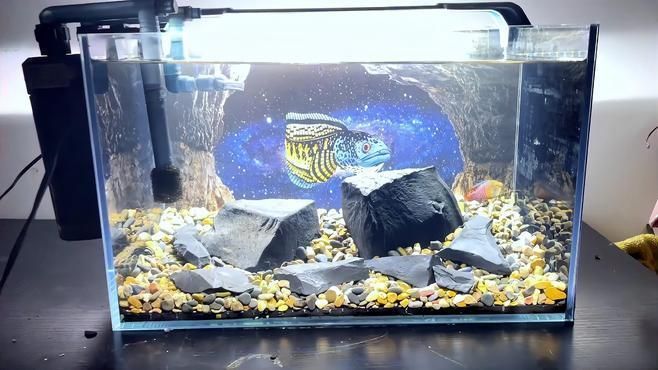 40缸養魚需要哪些設備，40缸養魚需要多大的過濾系統