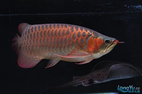 如何鑒別紅龍魚的血統純度，如何鑒別紅龍魚血統純度