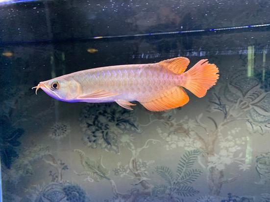 如何鑒別紅龍魚的血統純度，如何鑒別紅龍魚血統純度