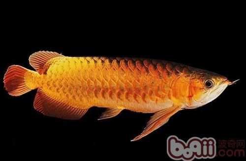 推薦幾款熱門紅龍魚品種，最受歡迎的幾種紅龍魚品種