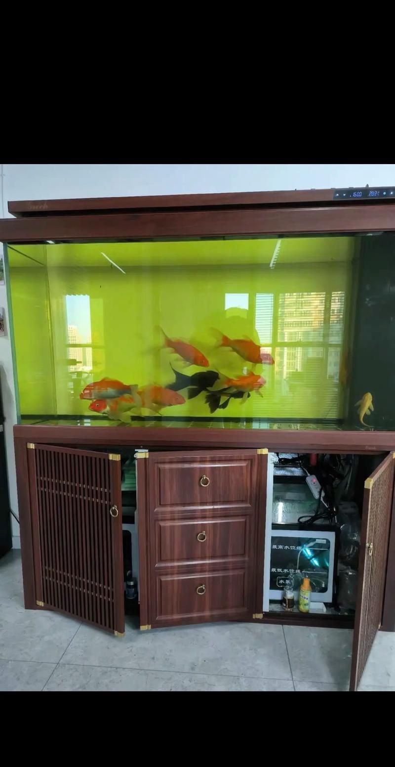 有哪些魚缸適合養(yǎng)龍魚？，如何選擇適合養(yǎng)龍魚的魚缸？