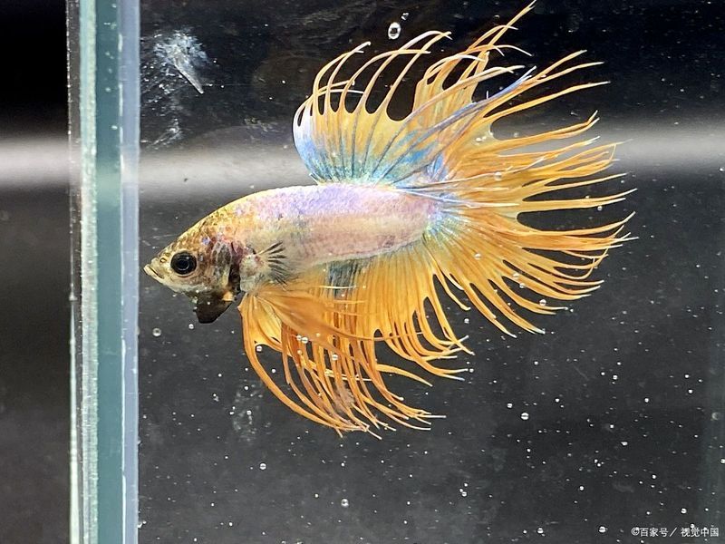 哪些魚(yú)不適合與孔雀魚(yú)混養(yǎng)，孔雀魚(yú)混養(yǎng)的注意事項(xiàng)