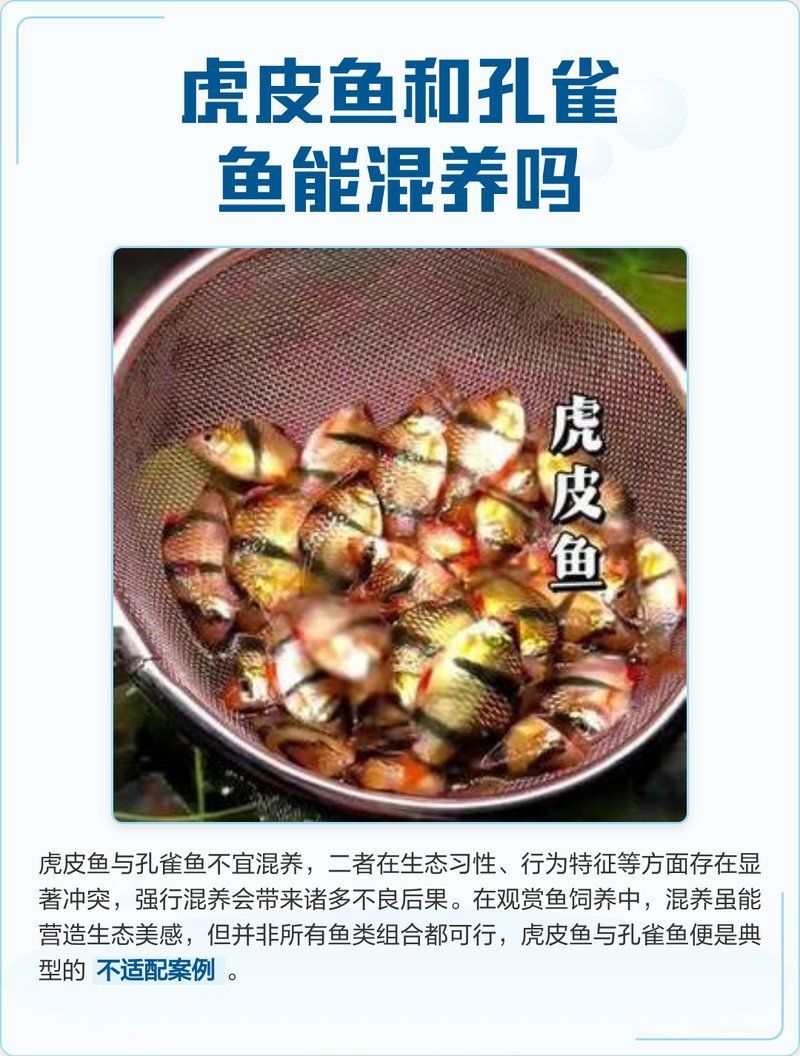 哪些魚(yú)不適合與孔雀魚(yú)混養(yǎng)，孔雀魚(yú)混養(yǎng)的注意事項(xiàng)