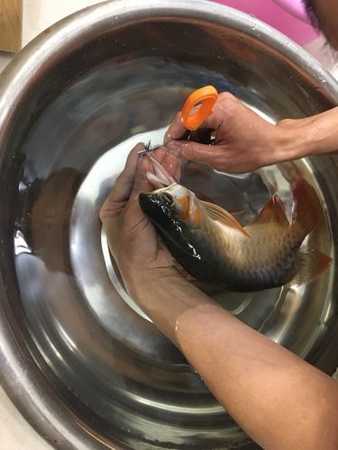 如何判斷龍魚胡子是否異常脫落？，如何判斷龍魚胡子異常脫落