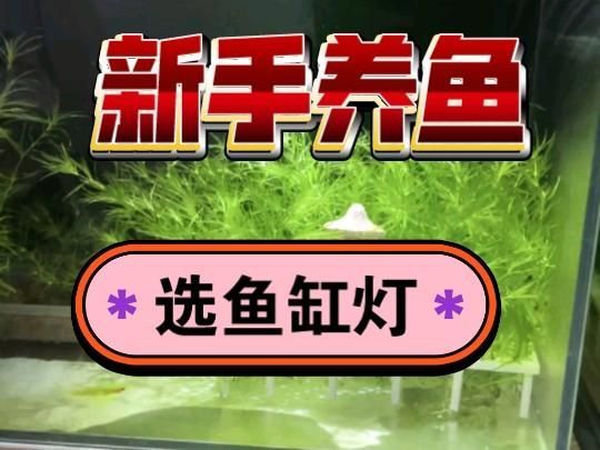 如何選擇適合的魚缸燈？，新手養魚,魚缸燈怎么選[emoji[需手動填充]1f495[[需手動填充]emoji[需手動填充]