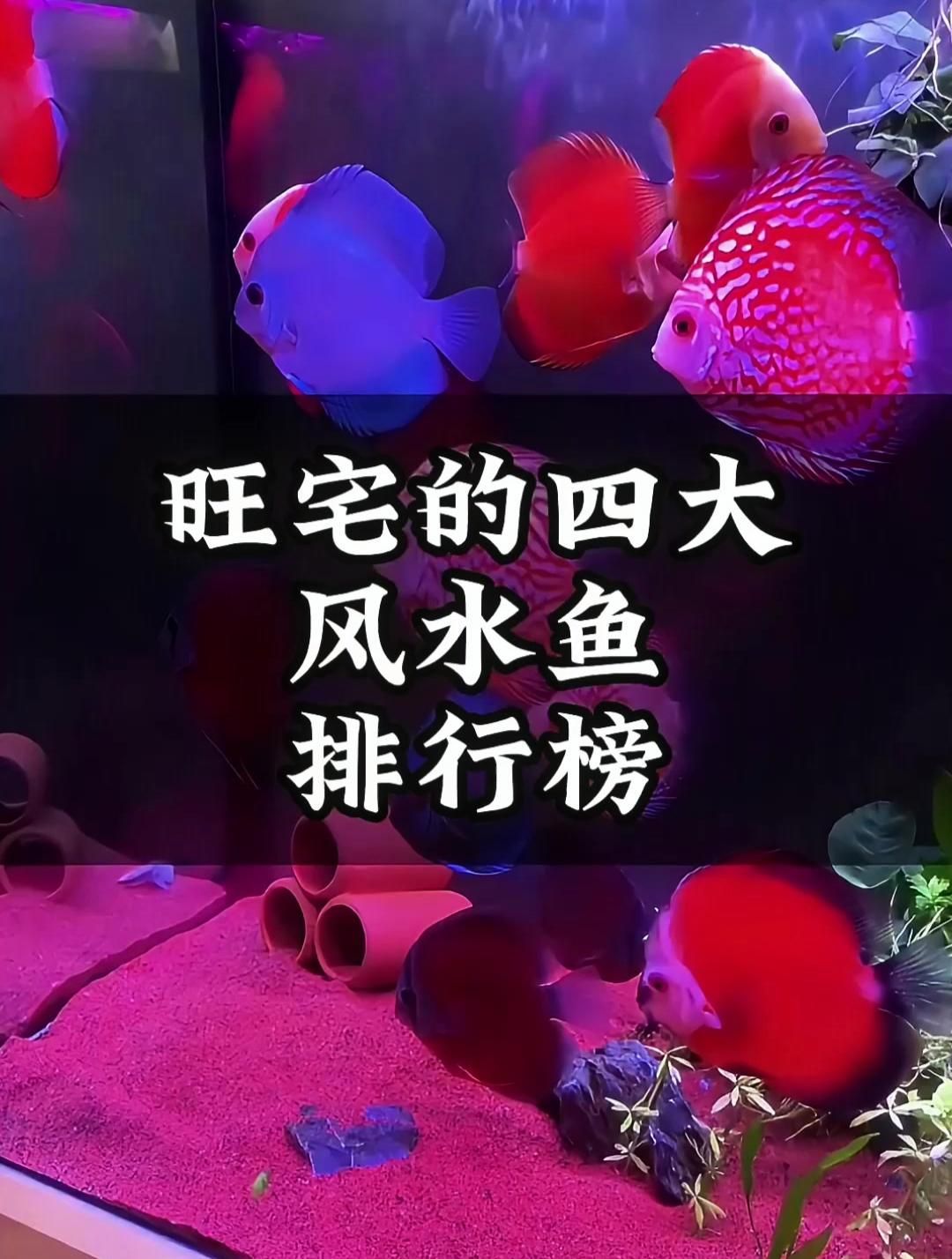 養龍魚不吉利的原因，養龍魚是否不吉利，養龍魚的風水指南要不要我整理一份