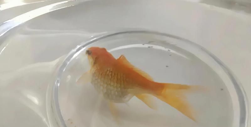 大肚子金魚需要多久換一次水，金魚肚子脹大3招幫你解決森林里正好的秋日