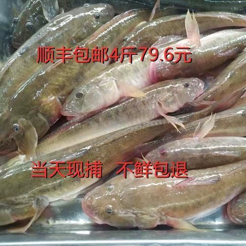 沙龍魚的價格是多少？，“沙龍魚”與“沙光魚”市場價格對比表，沙龍魚價格對比表