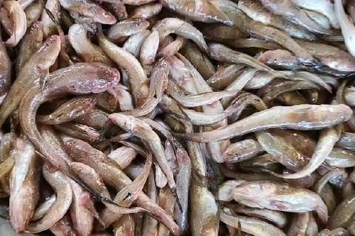 沙龍魚的價格是多少？，“沙龍魚”與“沙光魚”市場價格對比表，沙龍魚價格對比表
