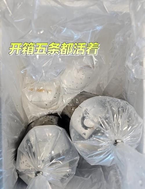 如何預(yù)防海水魚(yú)細(xì)菌感染