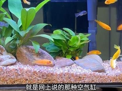 能否推薦一些適合裸缸的硝化細菌產品，硝化細菌產品推薦
