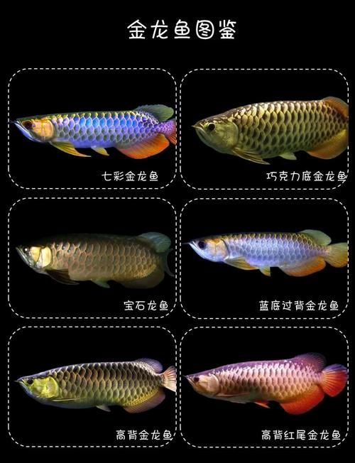 東安龍魚有哪些品種？，東安龍魚有哪些獨(dú)特特征，東安龍魚的市場(chǎng)價(jià)格如何