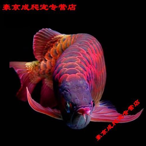 如何辨別辣椒紅龍魚的品相，如何辨別辣椒紅龍魚