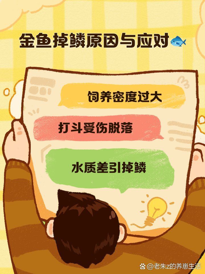 金魚魚鱗掉了需要多久恢復(fù)，金魚的鱗片脫落怎么辦