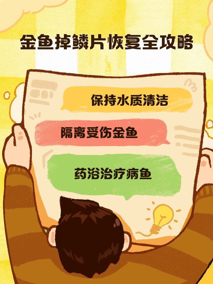 金魚魚鱗掉了需要多久恢復(fù)，金魚的鱗片脫落怎么辦