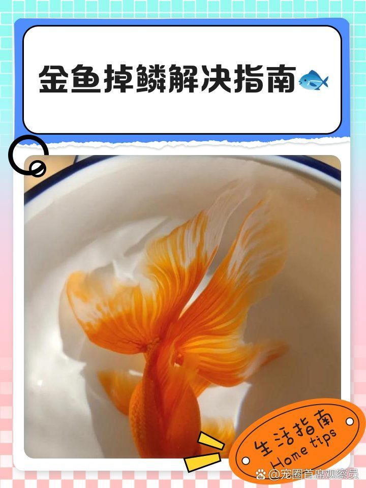 金魚魚鱗掉了需要多久恢復(fù)，金魚的鱗片脫落怎么辦