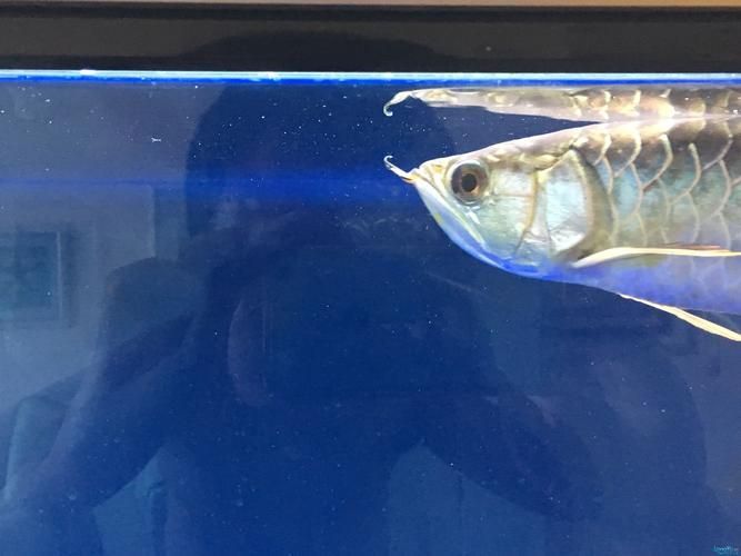 使用抗生素藥物治療龍魚眼睛白點需要注意什么？，使用抗生素藥物治療龍魚眼睛白點
