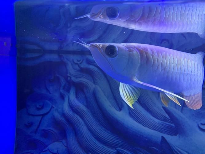 使用抗生素藥物治療龍魚眼睛白點需要注意什么？，使用抗生素藥物治療龍魚眼睛白點
