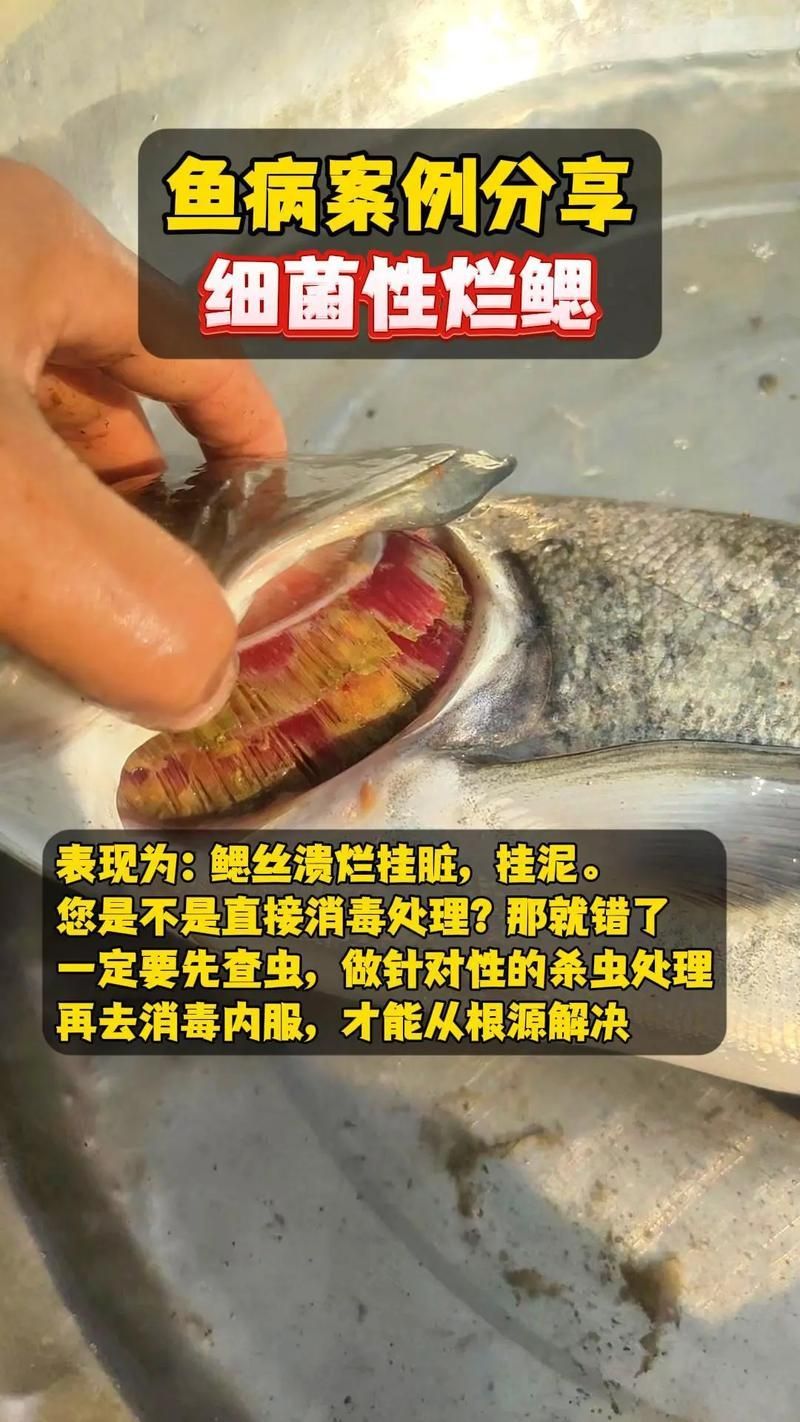 如何判斷魚(yú)是否感染細(xì)菌，arxiv論文助手arxiv論文助手可輔助獲取最新科研論文 如何判斷魚(yú)是否感染細(xì)菌，arxiv論文助手arxiv論文助手可輔助獲取最新科研論文 龍魚(yú)百科 第12張