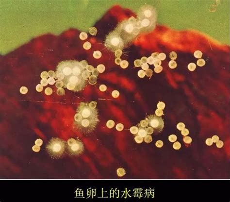 如何判斷龍魚是否患有這三種病？，判斷龍魚是否患有三種常見疾病
