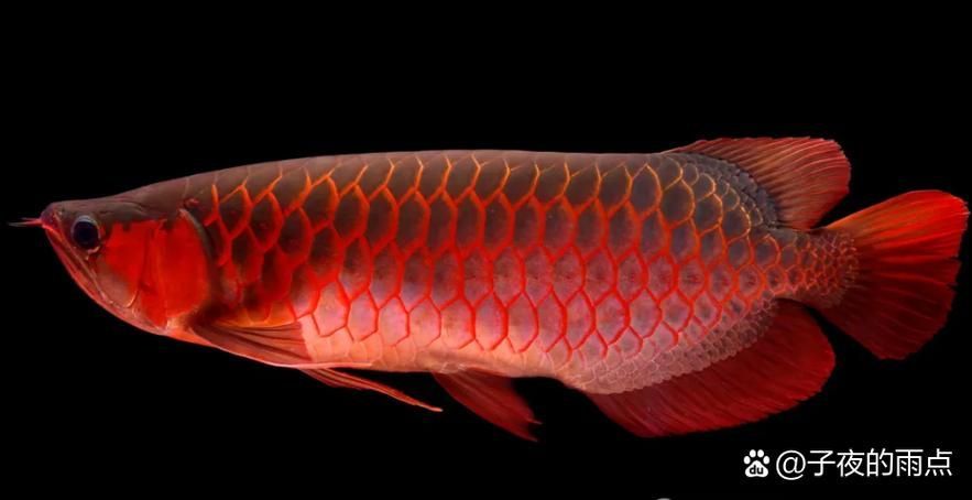 紅背金龍魚品種鑒別，背金龍魚品種鑒別是水產(chǎn)養(yǎng)殖中的一項(xiàng)重要工作