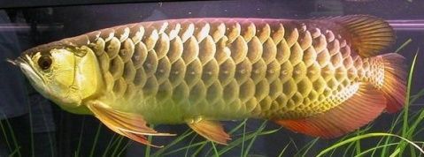 紅背金龍魚品種鑒別，背金龍魚品種鑒別是水產(chǎn)養(yǎng)殖中的一項(xiàng)重要工作