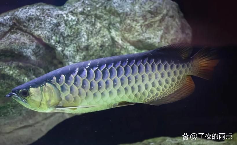 紅背金龍魚品種鑒別，背金龍魚品種鑒別是水產(chǎn)養(yǎng)殖中的一項(xiàng)重要工作