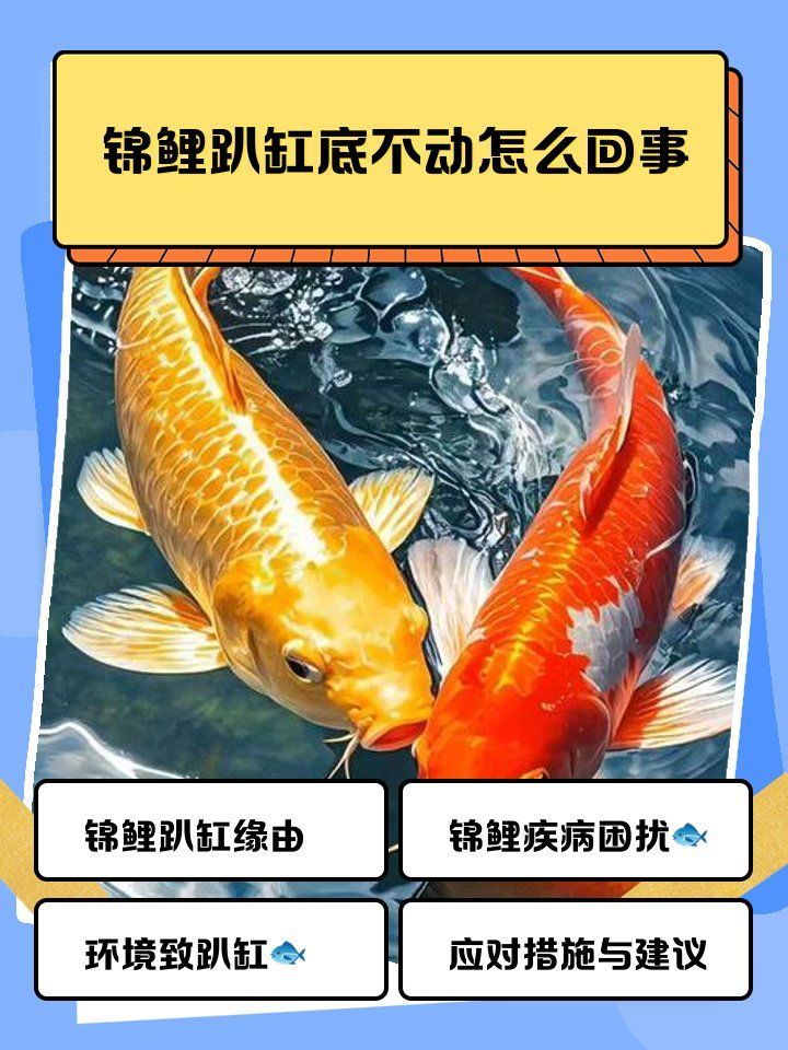 錦鯉不活躍會(huì)自行恢復(fù)嗎，錦鯉不活躍是否能自行恢復(fù)？ 錦鯉不活躍會(huì)自行恢復(fù)嗎，錦鯉不活躍是否能自行恢復(fù)？ 龍魚百科 第2張