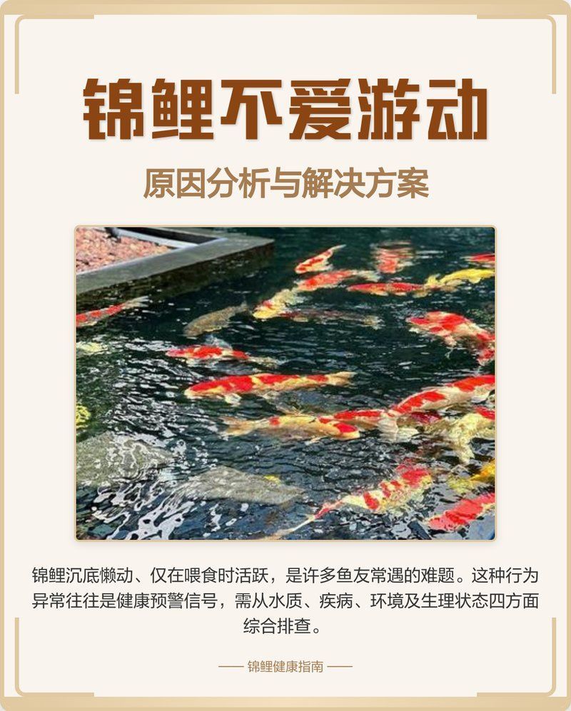 錦鯉不活躍會(huì)自行恢復(fù)嗎，錦鯉不活躍是否能自行恢復(fù)？ 錦鯉不活躍會(huì)自行恢復(fù)嗎，錦鯉不活躍是否能自行恢復(fù)？ 龍魚百科 第1張
