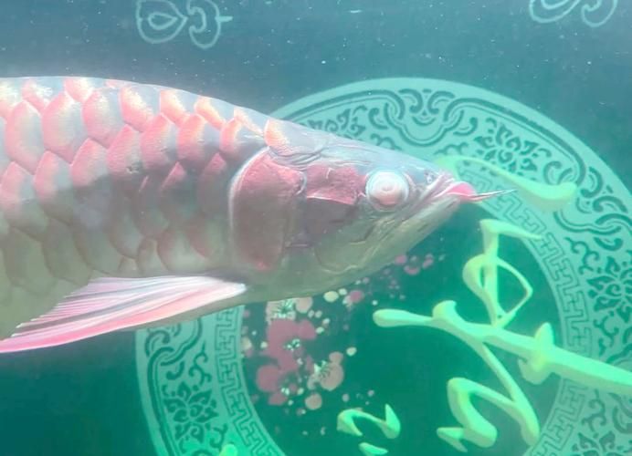 紅龍魚蒙眼最怕三個(gè)東西圖片，紅龍魚蒙眼怎么辦